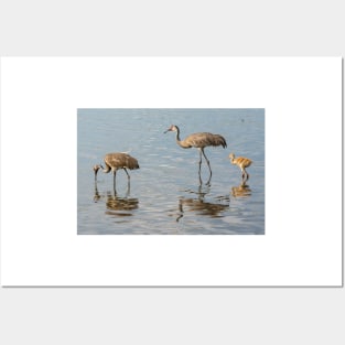 Sandhill crane family Posters and Art